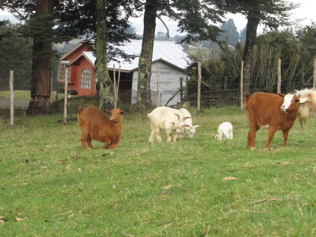 Agroturismo Los Colihues Villa Castro Eksteriør billede